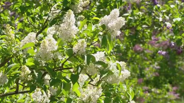 Großer Fliederstrauch im Frühling, schöne Fliederblüte — Stockvideo