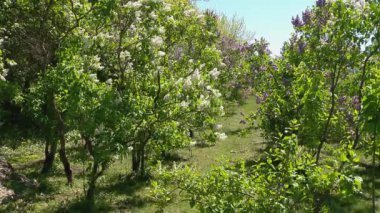 Baharda büyük leylak çalısı, güzel leylak çiçekleri