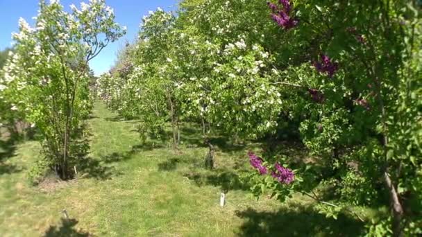 Gran arbusto lila en primavera, beaytiful flor lila — Vídeos de Stock