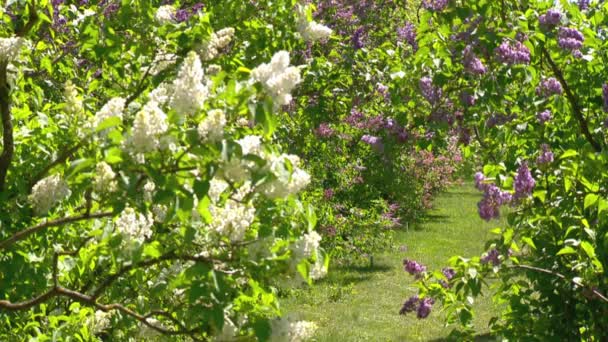 Duży krzew liliowy wiosną, piękny kwitnący liliowy — Wideo stockowe