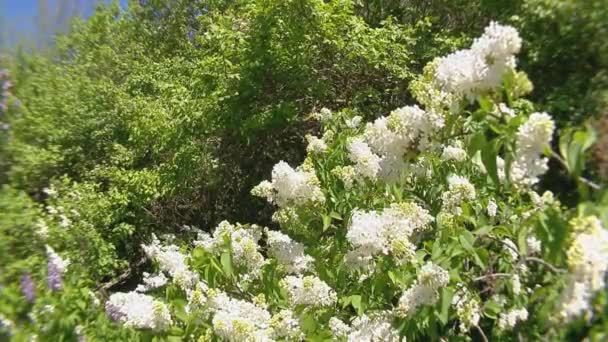 Großer Fliederstrauch im Frühling, schöne Fliederblüte — Stockvideo