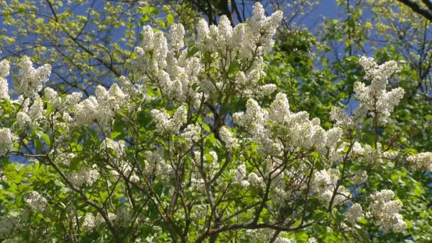 Big lilac bush in spring, beaytiful lilac blooming — Stock Video