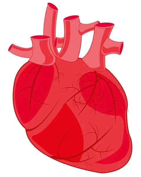 人の心の臓器 — ストックベクタ