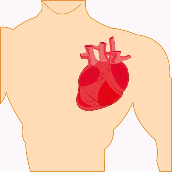 Corpo della persona e del cuore — Vettoriale Stock