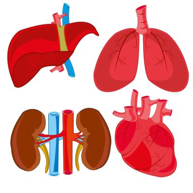 Kişinin iç organlar