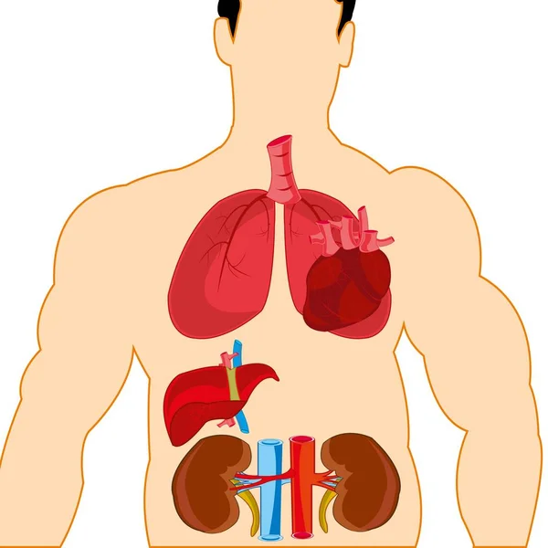 Cuerpo Persona Órganos Internos — Vector de stock