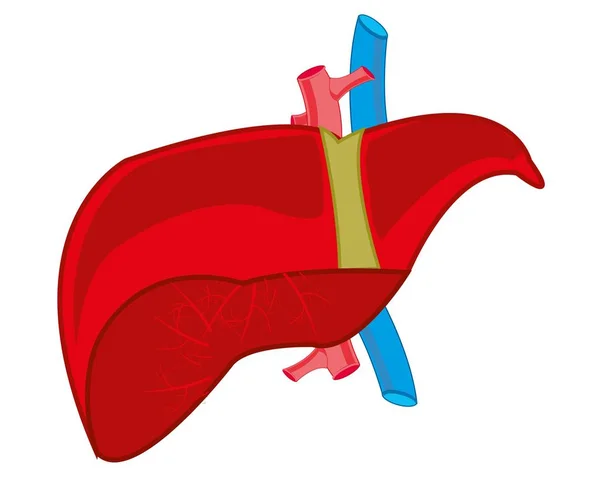 Внутрішнього органу печінки — стоковий вектор