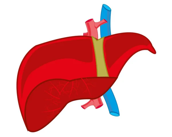 Fígado interno — Vetor de Stock