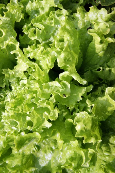Grüner Salat viel — Stockfoto