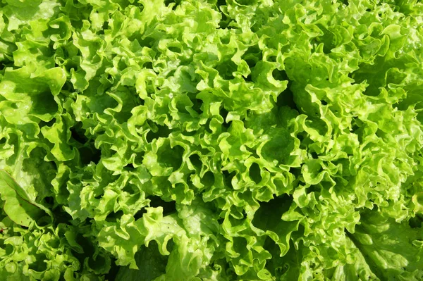 Insalata verde sfondo — Foto Stock