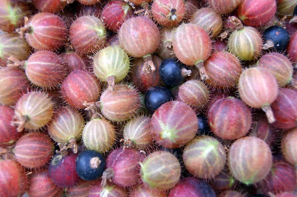 Collected berries of the gooseberry — Stock Photo, Image