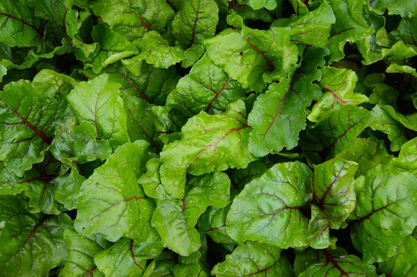 Background from foliage beet — Stock Photo, Image