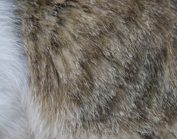 Шкіра домашні кішки — стокове фото