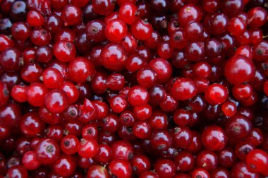 Berry wood kuzukulağı kırmızı