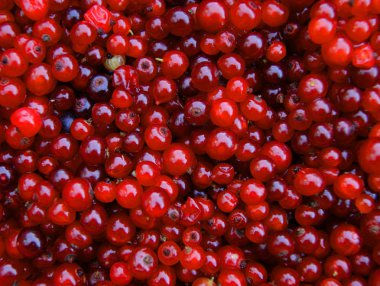 Berry wood kuzukulağı arka plan