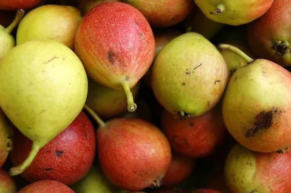 Antecedentes de la fruta madura pear.Ripe frutos cosecha de pera — Foto de Stock