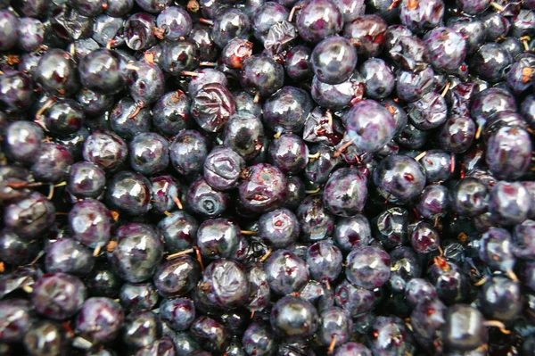Harvest from berry whortleberry.Ripe and juicy berry whortleberry harvest — Stock Photo, Image