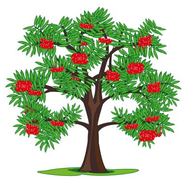 Ağaç rowanberry ve dalı olgun çilek