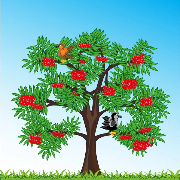 Árvore rowanberry com baga ano daytime.Vector ilustração — Vetor de Stock