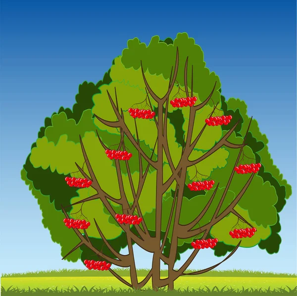 Bush van rijpe rowanberry op jaar glade — Stockvector