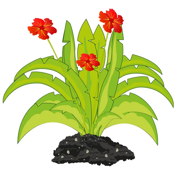 Egzotycznych roślin z czerwonym kwiatem na ziemi — Wektor stockowy