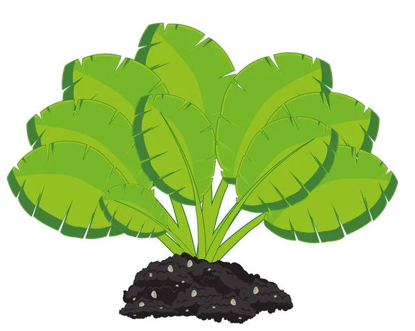 Groene bush van de plant met groter blad — Stockvector