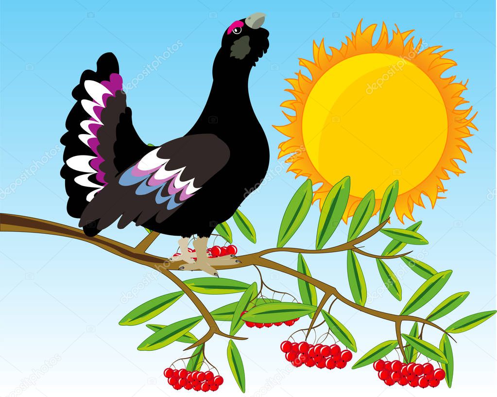 Bird black grouse on branch of rowanberry