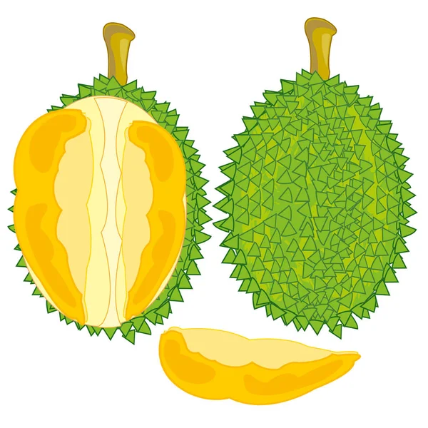 Vector Illustration Fruit Durian Pulps Cut — Stock Vector
