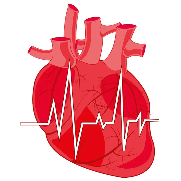 Órgano interno de la persona corazón y cardiograma — Archivo Imágenes Vectoriales