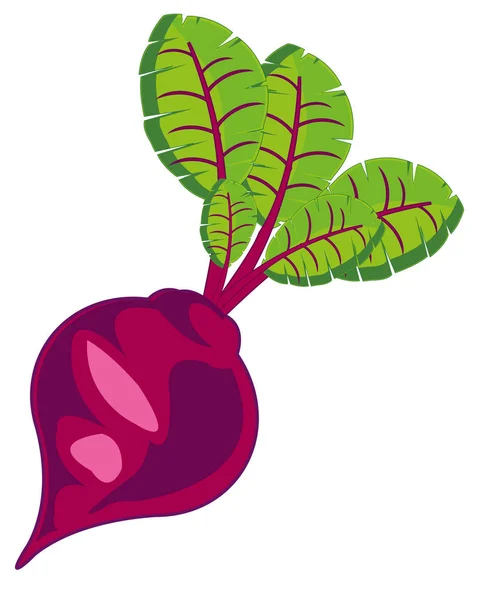 Vegetable red beet on white background is insulated — Stock Vector