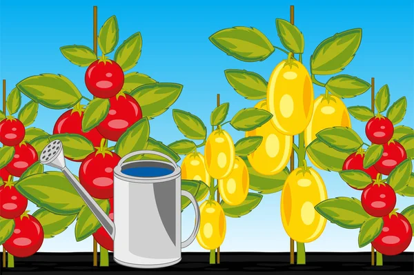 Ταξινόμηση της ντομάτας με κόκκινο και κίτρινο στο έδαφος — Διανυσματικό Αρχείο