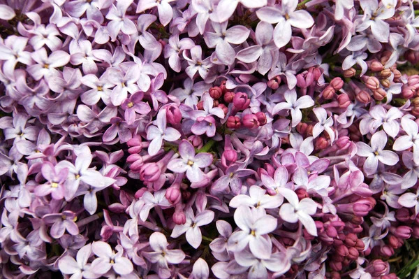 Arrière-plan de l'ensemble fleurs brillantes lilas — Photo