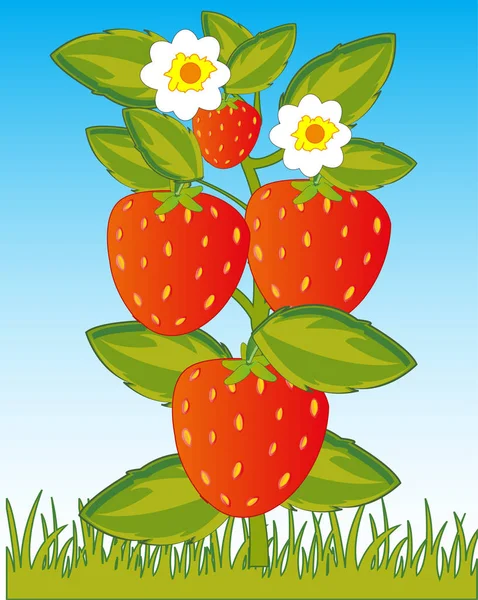 布什与成熟的浆果维多利亚在草本植物 — 图库矢量图片