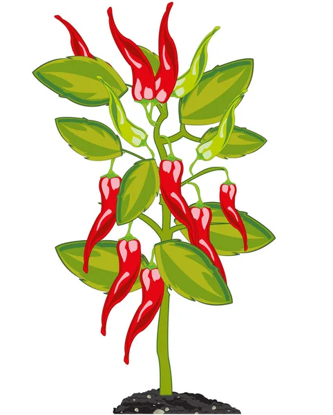 Bush with red sharp pepper chile in ground — Stock Vector