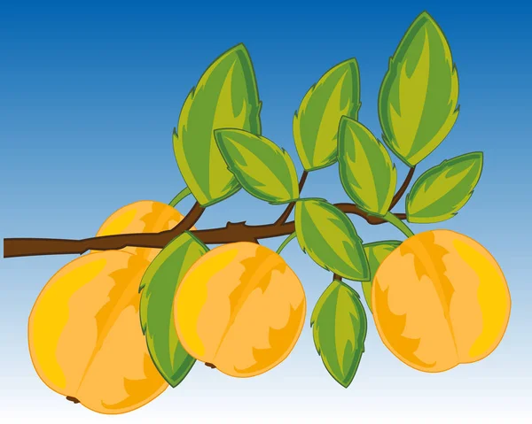 背景の空に熟した果実を排出するブランチ — ストックベクタ