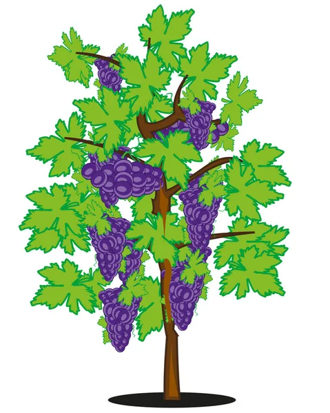 Ilustración vectorial de uva madura en arbusto — Vector de stock