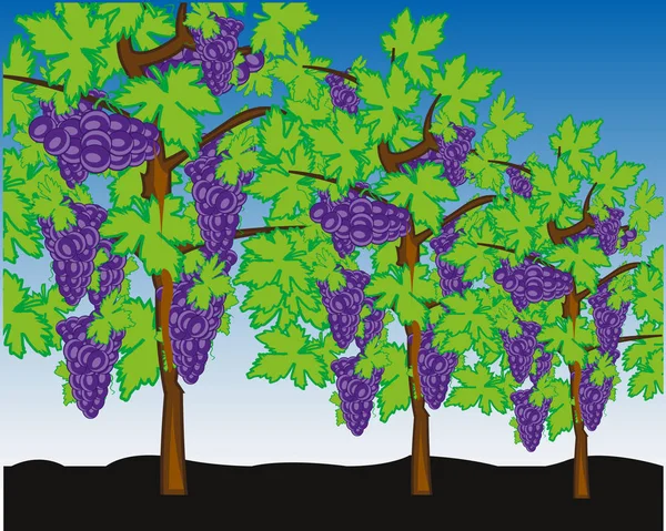 Arbustos de vinha com colheita uva de baga madura — Vetor de Stock