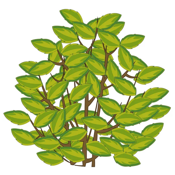 Vector illustration of the year bush with foliage — Stock Vector