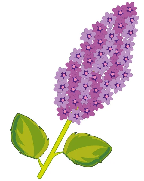 Branche fleurs lilas sur fond blanc est isolé — Image vectorielle