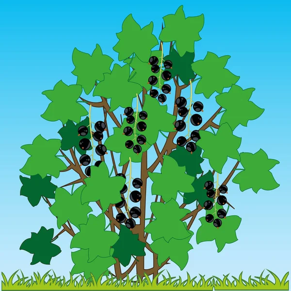 Bush de la grosella negra madura en glade — Vector de stock