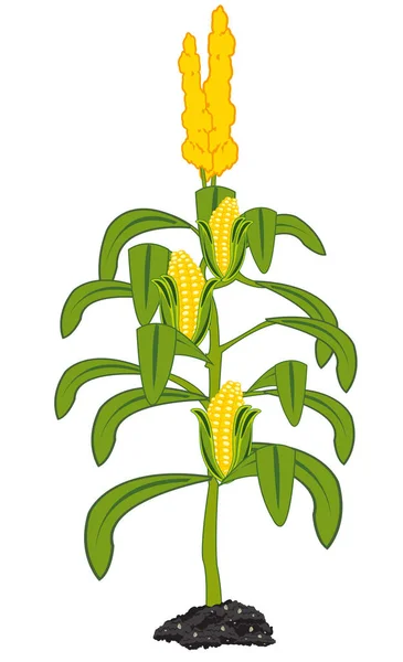 Векторная иллюстрация куста с спелой кукурузой — стоковый вектор
