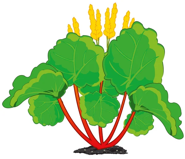 Ruibarbo vegetal comestible sobre fondo blanco está aislado — Vector de stock