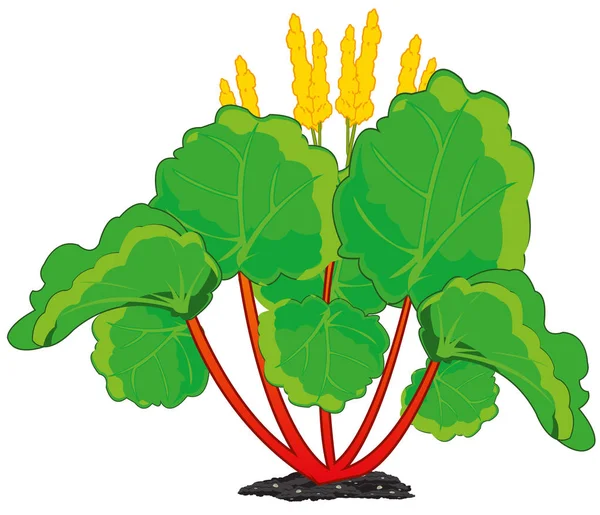Съедобный растительный ревень на белом фоне изолирован — стоковый вектор