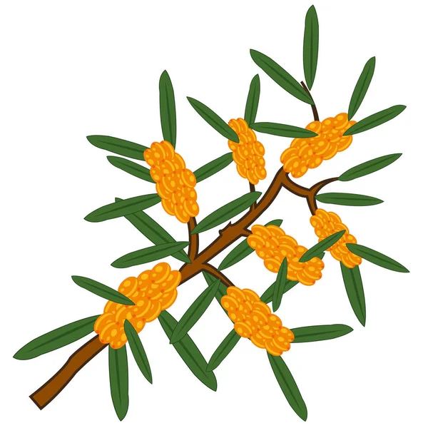 Ilustración vectorial del espino cerval de la rama — Vector de stock