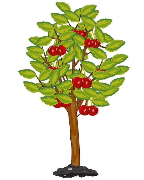Tree cherry on white background is insulated — Stock Vector