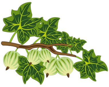 Dal üzerinde olgun berry bektaşi üzümü Vektör illüstrasyon