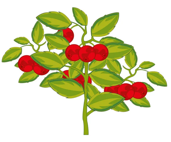 Ripe berry cowberry on white background is insulated — Stock Vector