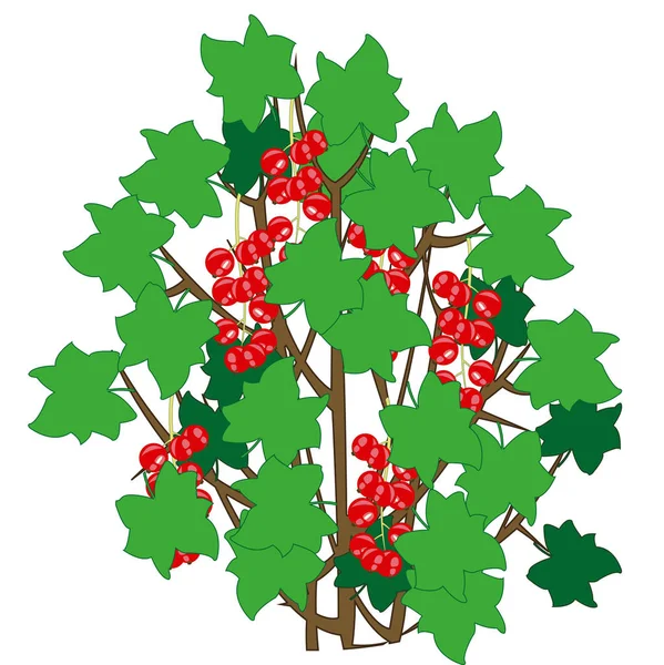Ilustración vectorial del arbusto con grosella roja de bayas maduras — Vector de stock