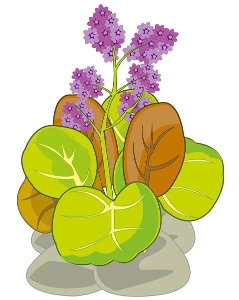 Bergenia plant on white background is insulated — Stock Vector