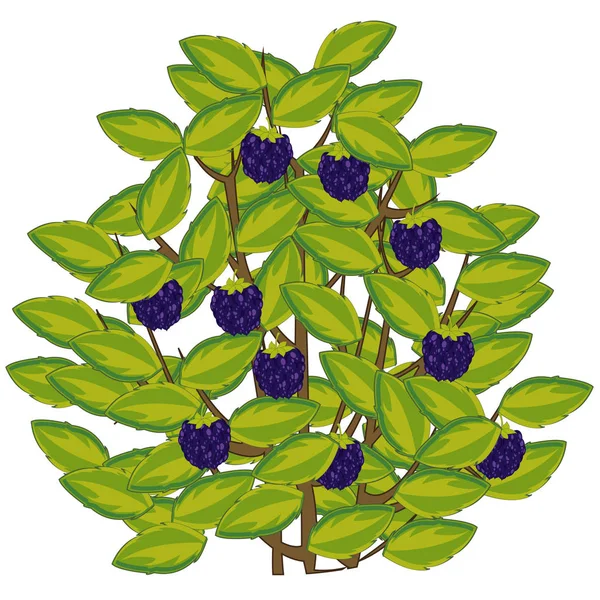 Vector illustration of the berry blackberry on bush — Stock Vector